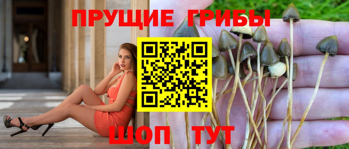 Псилоцибиновые грибы Psilocybe  Галлюциногенные грибы мухоморы  Каменка  Вход с VPN 